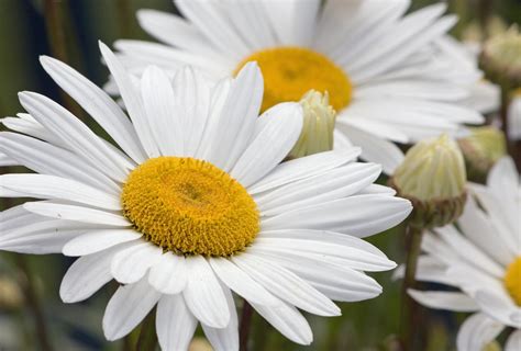 daisy blooms leaks|r/Daisy